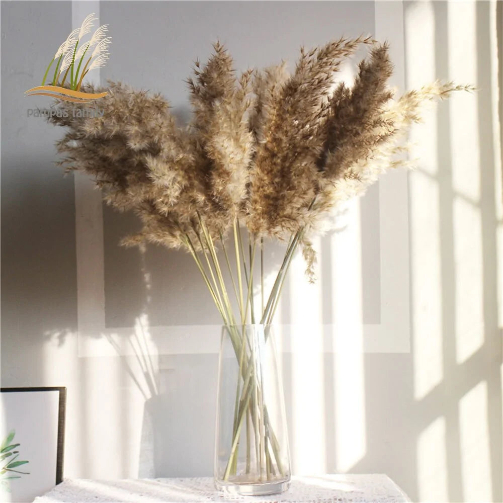 Dried Pampas Grass Home Decor Plant